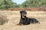 ROTTWEILER 009